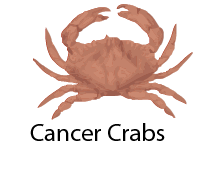 Cancer Crabs